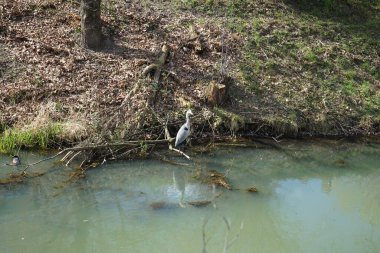 Gri balıkçıl, Ardea cinerea ve yaban ördekleri, Anas platyrhynchos, Nisan ayında Wuhle Nehri civarında yaşarlar. Ardea cinerea balıkçılgiller (Ardeidae) familyasından yırtıcı bir kuş türü. Berlin, Almanya, Avrupa.