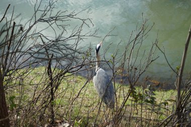 Gri balıkçıl, Ardea cinerea, Nisan ayında Wuhle Nehri civarında yaşar. Ardea cinerea balıkçılgiller (Ardeidae) familyasından yırtıcı bir kuş türü. Berlin, Almanya, Avrupa.