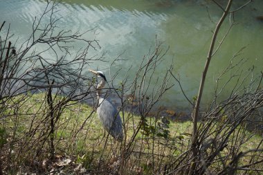 Gri balıkçıl, Ardea cinerea, Nisan ayında Wuhle Nehri civarında yaşar. Ardea cinerea balıkçılgiller (Ardeidae) familyasından yırtıcı bir kuş türü. Berlin, Almanya, Avrupa.