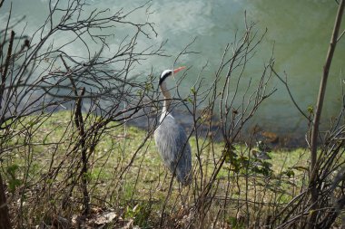 Gri balıkçıl, Ardea cinerea, Nisan ayında Wuhle Nehri civarında yaşar. Ardea cinerea balıkçılgiller (Ardeidae) familyasından yırtıcı bir kuş türü. Berlin, Almanya, Avrupa.