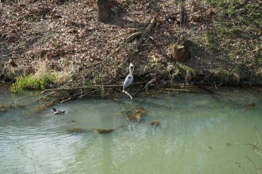 Gri balıkçıl, Ardea cinerea ve yaban ördekleri, Anas platyrhynchos, Nisan ayında Wuhle Nehri civarında yaşarlar. Ardea cinerea balıkçılgiller (Ardeidae) familyasından yırtıcı bir kuş türü. Berlin, Almanya, Avrupa.