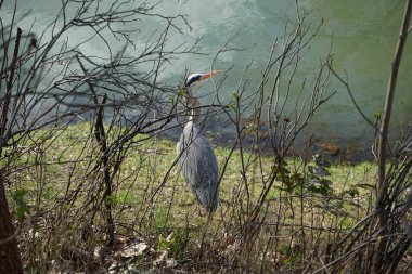 Gri balıkçıl, Ardea cinerea, Nisan ayında Wuhle Nehri civarında yaşar. Ardea cinerea balıkçılgiller (Ardeidae) familyasından yırtıcı bir kuş türü. Berlin, Almanya, Avrupa.