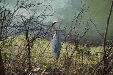 Gri balıkçıl, Ardea cinerea, Nisan ayında Wuhle Nehri civarında yaşar. Ardea cinerea balıkçılgiller (Ardeidae) familyasından yırtıcı bir kuş türü. Berlin, Almanya, Avrupa.