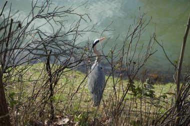 Gri balıkçıl, Ardea cinerea, Nisan ayında Wuhle Nehri civarında yaşar. Ardea cinerea balıkçılgiller (Ardeidae) familyasından yırtıcı bir kuş türü. Berlin, Almanya, Avrupa.