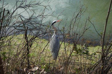 Gri balıkçıl, Ardea cinerea, Nisan ayında Wuhle Nehri civarında yaşar. Ardea cinerea balıkçılgiller (Ardeidae) familyasından yırtıcı bir kuş türü. Berlin, Almanya, Avrupa.