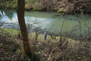 Gri balıkçıl, Ardea cinerea, Nisan ayında Wuhle Nehri civarında yaşar. Ardea cinerea balıkçılgiller (Ardeidae) familyasından yırtıcı bir kuş türü. Berlin, Almanya, Avrupa.