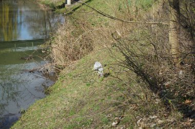 Gri balıkçıl, Ardea cinerea, Nisan ayında Wuhle Nehri civarında yaşar. Ardea cinerea balıkçılgiller (Ardeidae) familyasından yırtıcı bir kuş türü. Berlin, Almanya, Avrupa.
