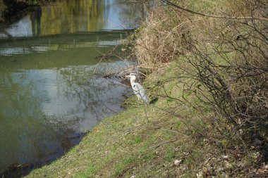 Gri balıkçıl, Ardea cinerea, Nisan ayında Wuhle Nehri civarında yaşar. Ardea cinerea balıkçılgiller (Ardeidae) familyasından yırtıcı bir kuş türü. Berlin, Almanya, Avrupa.