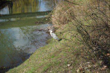 Gri balıkçıl, Ardea cinerea, Nisan ayında Wuhle Nehri civarında yaşar. Ardea cinerea balıkçılgiller (Ardeidae) familyasından yırtıcı bir kuş türü. Berlin, Almanya, Avrupa.