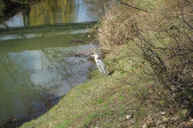 Gri balıkçıl, Ardea cinerea, Nisan ayında Wuhle Nehri civarında yaşar. Ardea cinerea balıkçılgiller (Ardeidae) familyasından yırtıcı bir kuş türü. Berlin, Almanya, Avrupa.