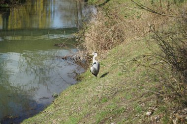 Gri balıkçıl, Ardea cinerea, Nisan ayında Wuhle Nehri civarında yaşar. Ardea cinerea balıkçılgiller (Ardeidae) familyasından yırtıcı bir kuş türü. Berlin, Almanya, Avrupa.