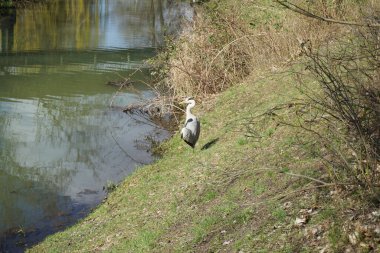 Gri balıkçıl, Ardea cinerea, Nisan ayında Wuhle Nehri civarında yaşar. Ardea cinerea balıkçılgiller (Ardeidae) familyasından yırtıcı bir kuş türü. Berlin, Almanya, Avrupa.