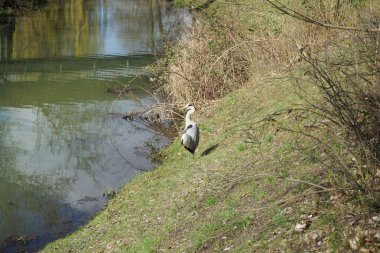 Gri balıkçıl, Ardea cinerea, Nisan ayında Wuhle Nehri civarında yaşar. Ardea cinerea balıkçılgiller (Ardeidae) familyasından yırtıcı bir kuş türü. Berlin, Almanya, Avrupa.