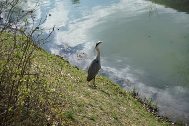 Gri balıkçıl, Ardea cinerea, Nisan ayında Wuhle Nehri civarında yaşar. Ardea cinerea balıkçılgiller (Ardeidae) familyasından yırtıcı bir kuş türü. Berlin, Almanya, Avrupa.