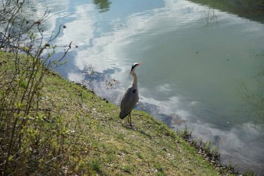 Gri balıkçıl, Ardea cinerea, Nisan ayında Wuhle Nehri civarında yaşar. Ardea cinerea balıkçılgiller (Ardeidae) familyasından yırtıcı bir kuş türü. Berlin, Almanya, Avrupa.