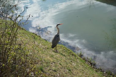 Gri balıkçıl, Ardea cinerea, Nisan ayında Wuhle Nehri civarında yaşar. Ardea cinerea balıkçılgiller (Ardeidae) familyasından yırtıcı bir kuş türü. Berlin, Almanya, Avrupa.
