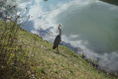 Gri balıkçıl, Ardea cinerea, Nisan ayında Wuhle Nehri civarında yaşar. Ardea cinerea balıkçılgiller (Ardeidae) familyasından yırtıcı bir kuş türü. Berlin, Almanya, Avrupa.