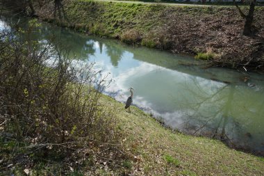 Gri balıkçıl, Ardea cinerea, Nisan ayında Wuhle Nehri civarında yaşar. Ardea cinerea balıkçılgiller (Ardeidae) familyasından yırtıcı bir kuş türü. Berlin, Almanya, Avrupa.