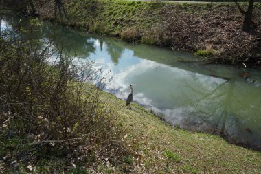 Gri balıkçıl, Ardea cinerea, Nisan ayında Wuhle Nehri civarında yaşar. Ardea cinerea balıkçılgiller (Ardeidae) familyasından yırtıcı bir kuş türü. Berlin, Almanya, Avrupa.