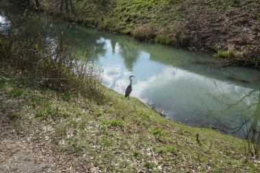 Gri balıkçıl, Ardea cinerea, Nisan ayında Wuhle Nehri civarında yaşar. Ardea cinerea balıkçılgiller (Ardeidae) familyasından yırtıcı bir kuş türü. Berlin, Almanya, Avrupa.