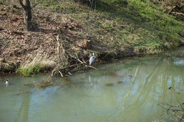 Gri balıkçıl, Ardea cinerea ve yaban ördekleri, Anas platyrhynchos, Nisan ayında Wuhle Nehri civarında yaşarlar. Ardea cinerea balıkçılgiller (Ardeidae) familyasından yırtıcı bir kuş türü. Berlin, Almanya, Avrupa.