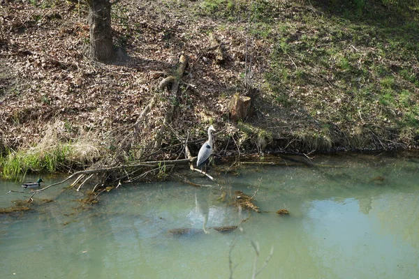 Gri balıkçıl, Ardea cinerea ve yaban ördekleri, Anas platyrhynchos, Nisan ayında Wuhle Nehri civarında yaşarlar. Ardea cinerea balıkçılgiller (Ardeidae) familyasından yırtıcı bir kuş türü. Berlin, Almanya, Avrupa.