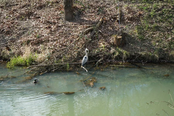 Gri balıkçıl, Ardea cinerea ve yaban ördekleri, Anas platyrhynchos, Nisan ayında Wuhle Nehri civarında yaşarlar. Ardea cinerea balıkçılgiller (Ardeidae) familyasından yırtıcı bir kuş türü. Berlin, Almanya, Avrupa.