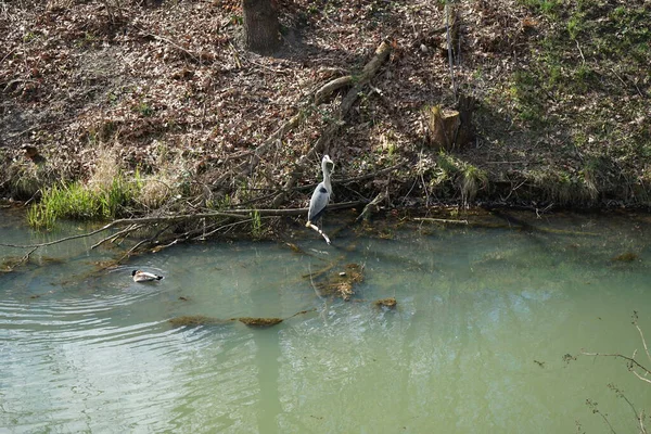Gri balıkçıl, Ardea cinerea ve yaban ördekleri, Anas platyrhynchos, Nisan ayında Wuhle Nehri civarında yaşarlar. Ardea cinerea balıkçılgiller (Ardeidae) familyasından yırtıcı bir kuş türü. Berlin, Almanya, Avrupa.