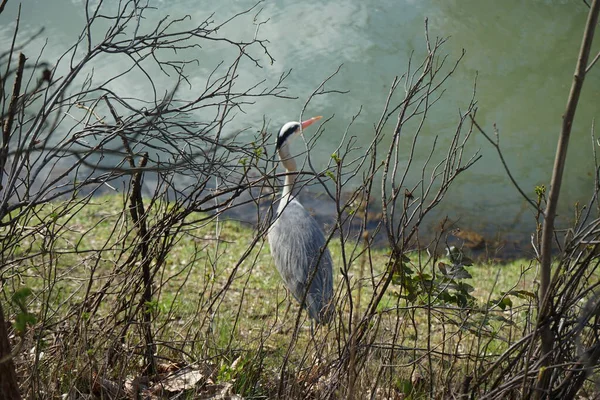 Gri balıkçıl, Ardea cinerea, Nisan ayında Wuhle Nehri civarında yaşar. Ardea cinerea balıkçılgiller (Ardeidae) familyasından yırtıcı bir kuş türü. Berlin, Almanya, Avrupa.
