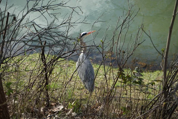 Gri balıkçıl, Ardea cinerea, Nisan ayında Wuhle Nehri civarında yaşar. Ardea cinerea balıkçılgiller (Ardeidae) familyasından yırtıcı bir kuş türü. Berlin, Almanya, Avrupa.