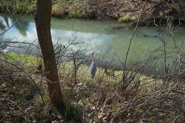 Gri balıkçıl, Ardea cinerea, Nisan ayında Wuhle Nehri civarında yaşar. Ardea cinerea balıkçılgiller (Ardeidae) familyasından yırtıcı bir kuş türü. Berlin, Almanya, Avrupa.