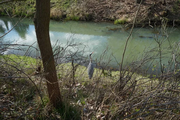 Gri balıkçıl, Ardea cinerea, Nisan ayında Wuhle Nehri civarında yaşar. Ardea cinerea balıkçılgiller (Ardeidae) familyasından yırtıcı bir kuş türü. Berlin, Almanya, Avrupa.