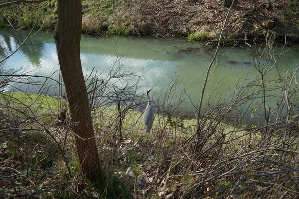 Gri balıkçıl, Ardea cinerea, Nisan ayında Wuhle Nehri civarında yaşar. Ardea cinerea balıkçılgiller (Ardeidae) familyasından yırtıcı bir kuş türü. Berlin, Almanya, Avrupa.