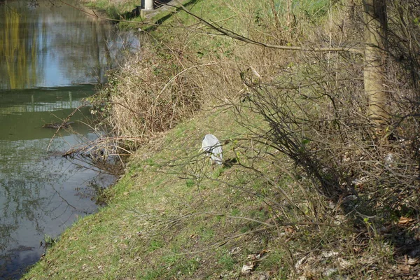 Gri balıkçıl, Ardea cinerea, Nisan ayında Wuhle Nehri civarında yaşar. Ardea cinerea balıkçılgiller (Ardeidae) familyasından yırtıcı bir kuş türü. Berlin, Almanya, Avrupa.