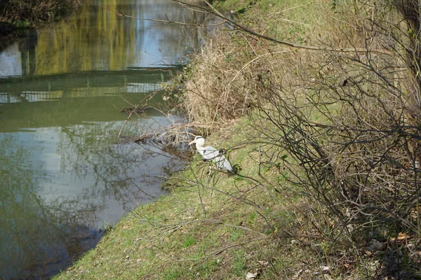 Gri balıkçıl, Ardea cinerea, Nisan ayında Wuhle Nehri civarında yaşar. Ardea cinerea balıkçılgiller (Ardeidae) familyasından yırtıcı bir kuş türü. Berlin, Almanya, Avrupa.