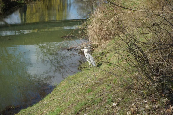 Gri balıkçıl, Ardea cinerea, Nisan ayında Wuhle Nehri civarında yaşar. Ardea cinerea balıkçılgiller (Ardeidae) familyasından yırtıcı bir kuş türü. Berlin, Almanya, Avrupa.