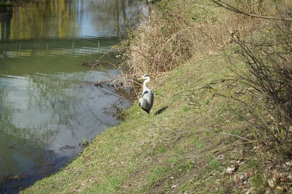 Gri balıkçıl, Ardea cinerea, Nisan ayında Wuhle Nehri civarında yaşar. Ardea cinerea balıkçılgiller (Ardeidae) familyasından yırtıcı bir kuş türü. Berlin, Almanya, Avrupa.