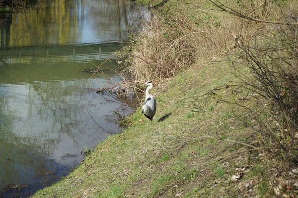 Gri balıkçıl, Ardea cinerea, Nisan ayında Wuhle Nehri civarında yaşar. Ardea cinerea balıkçılgiller (Ardeidae) familyasından yırtıcı bir kuş türü. Berlin, Almanya, Avrupa.