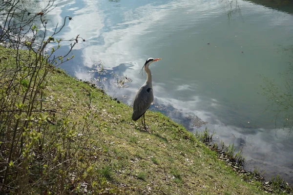 Gri balıkçıl, Ardea cinerea, Nisan ayında Wuhle Nehri civarında yaşar. Ardea cinerea balıkçılgiller (Ardeidae) familyasından yırtıcı bir kuş türü. Berlin, Almanya, Avrupa.