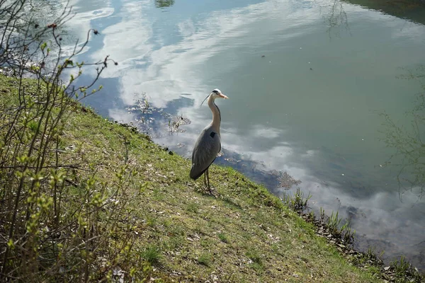 Gri balıkçıl, Ardea cinerea, Nisan ayında Wuhle Nehri civarında yaşar. Ardea cinerea balıkçılgiller (Ardeidae) familyasından yırtıcı bir kuş türü. Berlin, Almanya, Avrupa.
