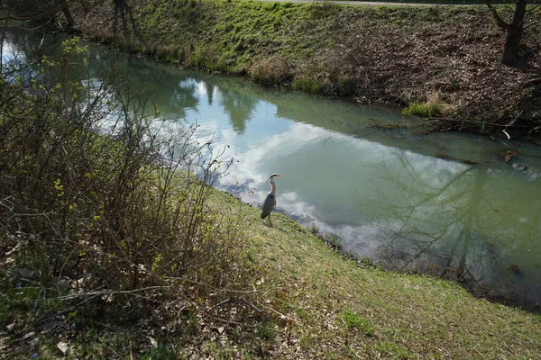 Gri balıkçıl, Ardea cinerea, Nisan ayında Wuhle Nehri civarında yaşar. Ardea cinerea balıkçılgiller (Ardeidae) familyasından yırtıcı bir kuş türü. Berlin, Almanya, Avrupa.