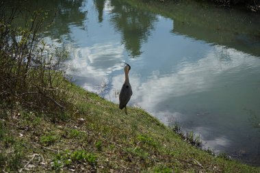 Gri balıkçıl, Ardea cinerea, Nisan ayında Wuhle Nehri civarında yaşar. Ardea cinerea balıkçılgiller (Ardeidae) familyasından yırtıcı bir kuş türü. Berlin, Almanya, Avrupa.