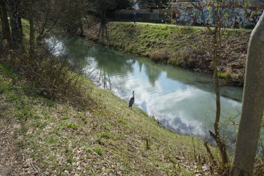 Gri balıkçıl, Ardea cinerea, Nisan ayında Wuhle Nehri civarında yaşar. Ardea cinerea balıkçılgiller (Ardeidae) familyasından yırtıcı bir kuş türü. Berlin, Almanya, Avrupa.