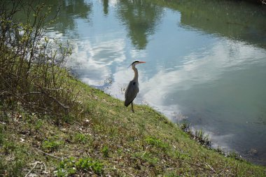 Gri balıkçıl, Ardea cinerea, Nisan ayında Wuhle Nehri civarında yaşar. Ardea cinerea balıkçılgiller (Ardeidae) familyasından yırtıcı bir kuş türü. Berlin, Almanya, Avrupa.