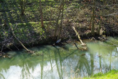 Gri balıkçıl, Ardea cinerea, Nisan ayında Wuhle Nehri civarında yaşar. Ardea cinerea balıkçılgiller (Ardeidae) familyasından yırtıcı bir kuş türü. Berlin, Almanya, Avrupa.