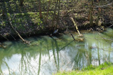 Gri balıkçıl, Ardea cinerea, Nisan ayında Wuhle Nehri civarında yaşar. Ardea cinerea balıkçılgiller (Ardeidae) familyasından yırtıcı bir kuş türü. Berlin, Almanya, Avrupa.
