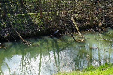 Gri balıkçıl, Ardea cinerea, Nisan ayında Wuhle Nehri civarında yaşar. Ardea cinerea balıkçılgiller (Ardeidae) familyasından yırtıcı bir kuş türü. Berlin, Almanya, Avrupa.