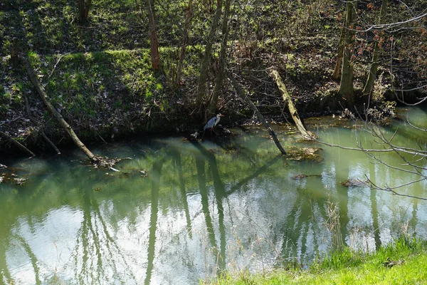 Gri balıkçıl, Ardea cinerea, Nisan ayında Wuhle Nehri civarında yaşar. Ardea cinerea balıkçılgiller (Ardeidae) familyasından yırtıcı bir kuş türü. Berlin, Almanya, Avrupa.