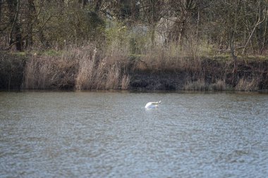 Nisan ayında dilsiz bir kuğu Wuhlesee veya Wuhlebecken Gölü 'nde yüzer. Dilsiz kuğu (