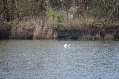 Nisan ayında dilsiz bir kuğu Wuhlesee veya Wuhlebecken Gölü 'nde yüzer. Dilsiz kuğu (